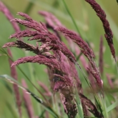 Holcus lanatus (Yorkshire Fog) at Wodonga - 28 Sep 2020 by Kyliegw