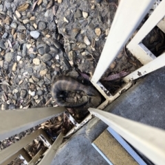 Tiliqua scincoides scincoides (Eastern Blue-tongue) at University of Canberra - 27 Sep 2020 by Lisa.Jok