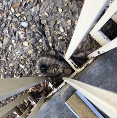 Tiliqua scincoides scincoides (Eastern Blue-tongue) at Bruce, ACT - 28 Sep 2020 by Lisa.Jok