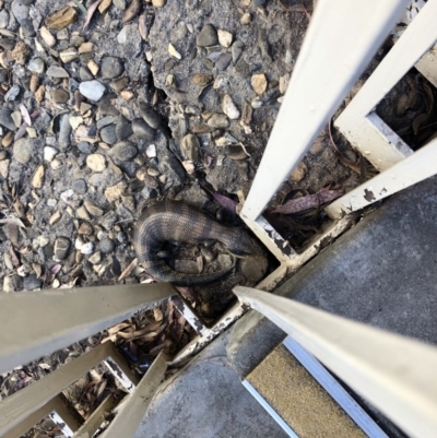 Tiliqua scincoides scincoides (Eastern Blue-tongue) at Bruce, ACT - 27 Sep 2020 by Lisa.Jok