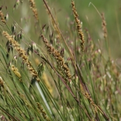 Carex appressa (Tall Sedge) at Wodonga - 28 Sep 2020 by Kyliegw