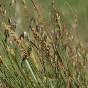 Carex appressa at Wodonga, VIC - 28 Sep 2020 11:30 AM