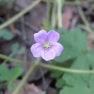 Geranium solanderi var. solanderi at Hawker, ACT - 27 Sep 2020 03:58 PM