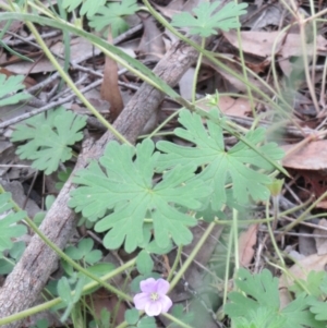 Geranium solanderi var. solanderi at Hawker, ACT - 27 Sep 2020