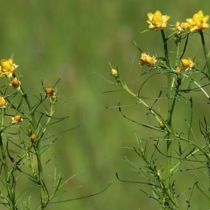 Xerochrysum viscosum at Wodonga, VIC - 28 Sep 2020 11:40 AM