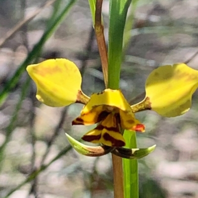 Diuris nigromontana (Black Mountain Leopard Orchid) at Gossan Hill - 27 Sep 2020 by JVR
