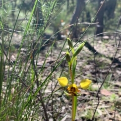 Diuris nigromontana at Bruce, ACT - 27 Sep 2020