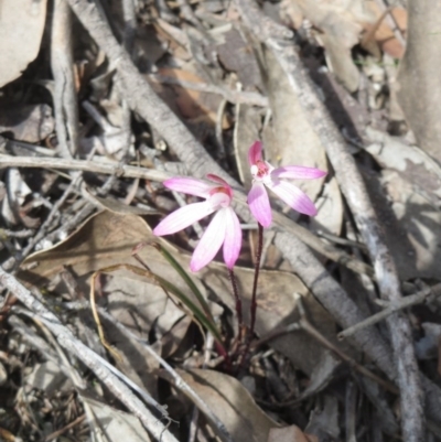 Caladenia fuscata (Dusky Fingers) at Hawker, ACT - 27 Sep 2020 by sangio7