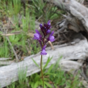 Linaria pelisseriana at Hawker, ACT - 27 Sep 2020