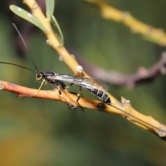 Sericopimpla sp. (genus) (Case Moth Larvae Parasite Wasp) at Acton, ACT - 27 Sep 2020 by TimL