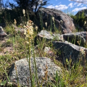 Stackhousia monogyna at Holt, ACT - 27 Sep 2020