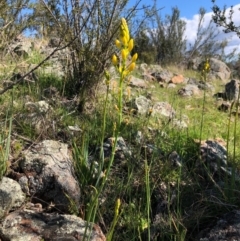 Bulbine glauca (Rock Lily) at Ginninderry Conservation Corridor - 27 Sep 2020 by JasonC