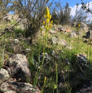 Bulbine glauca at Holt, ACT - 27 Sep 2020