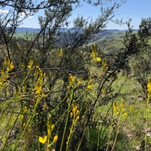 Bulbine glauca at Holt, ACT - 27 Sep 2020