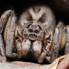 Venatrix sp. (genus) (Unidentified Venatrix wolf spider) at Evatt, ACT - 27 Sep 2020 by TimL