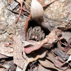 Venatrix sp. (genus) at Evatt, ACT - 27 Sep 2020