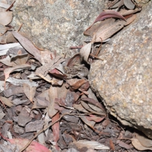 Venatrix sp. (genus) at Evatt, ACT - 27 Sep 2020