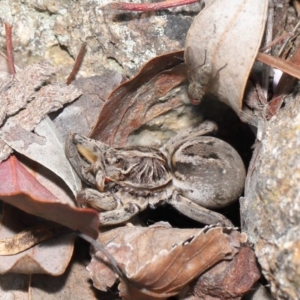 Venatrix sp. (genus) at Evatt, ACT - 27 Sep 2020