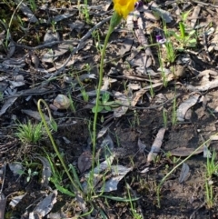 Microseris walteri (Yam Daisy, Murnong) at Gossan Hill - 27 Sep 2020 by JVR