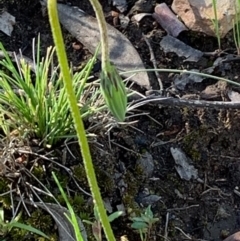 Microseris walteri at Bruce Ridge to Gossan Hill - 27 Sep 2020