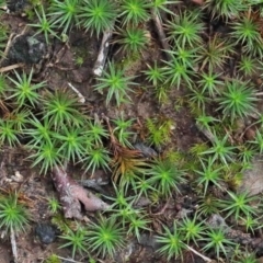 Polytrichaceae sp. (family) (A moss) at O'Connor, ACT - 26 Sep 2020 by ConBoekel