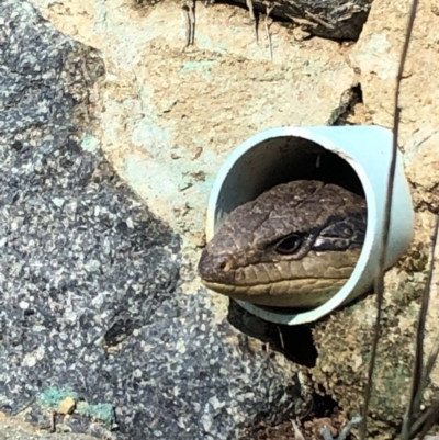 Tiliqua scincoides scincoides (Eastern Blue-tongue) at Bruce, ACT - 27 Sep 2020 by Lisa.Jok