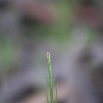 Petrorhagia sp. at Hughes Grassy Woodland - 27 Sep 2020 by LisaH