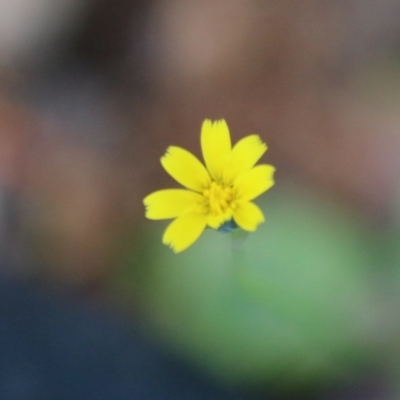 Hypochaeris glabra (Smooth Catsear) at Hughes Grassy Woodland - 28 Sep 2020 by LisaH