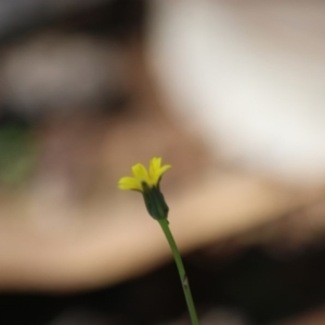 Hypochaeris glabra at Hughes, ACT - 28 Sep 2020