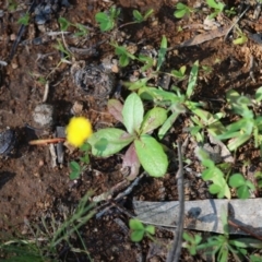 Hypochaeris glabra at Hughes, ACT - 28 Sep 2020