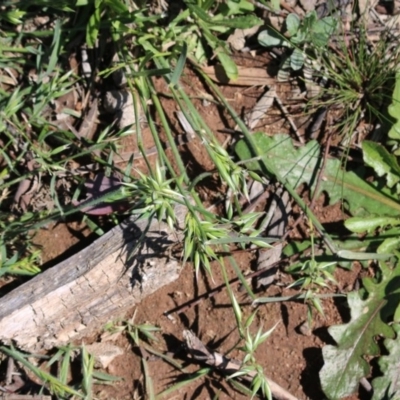 Rytidosperma carphoides (Short Wallaby Grass) at Hughes Grassy Woodland - 28 Sep 2020 by LisaH