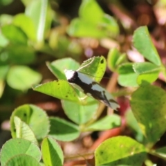 Ocystola paulinella (A Concealer Moth) at Hughes Grassy Woodland - 28 Sep 2020 by LisaH