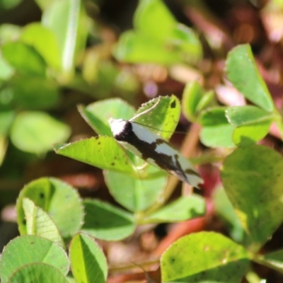 Ocystola paulinella (A Concealer Moth) at Hughes Grassy Woodland - 28 Sep 2020 by LisaH