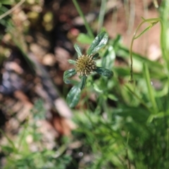 Euchiton sp. (A Cudweed) at Hughes Grassy Woodland - 28 Sep 2020 by LisaH