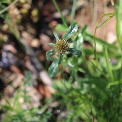 Euchiton sp. (A Cudweed) at Hughes Grassy Woodland - 28 Sep 2020 by LisaH