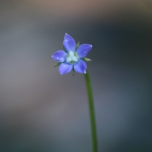 Wahlenbergia multicaulis at Hughes, ACT - 27 Sep 2020