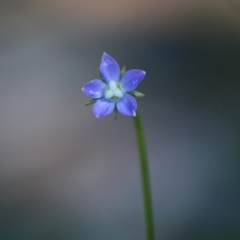 Wahlenbergia multicaulis (Tadgell's Bluebell) at Hughes, ACT - 27 Sep 2020 by LisaH
