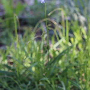 Wahlenbergia multicaulis at Hughes, ACT - 27 Sep 2020