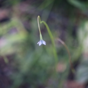 Wahlenbergia multicaulis at Hughes, ACT - 27 Sep 2020