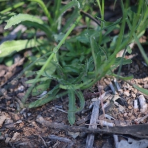 Wahlenbergia multicaulis at Hughes, ACT - 27 Sep 2020