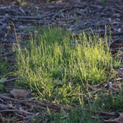 Wahlenbergia multicaulis at Hughes, ACT - 27 Sep 2020