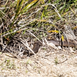 Pseudonaja textilis at Acton, ACT - 28 Sep 2020