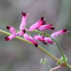 Fumaria sp. (Fumitory) at Dryandra St Woodland - 26 Sep 2020 by ConBoekel