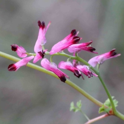 Fumaria sp. (Fumitory) at O'Connor, ACT - 26 Sep 2020 by ConBoekel