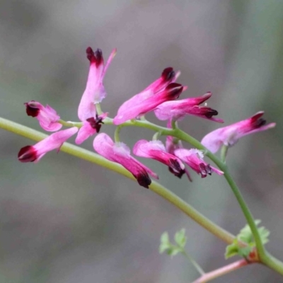 Fumaria sp. (Fumitory) at Dryandra St Woodland - 26 Sep 2020 by ConBoekel