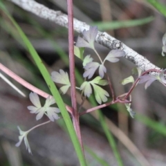 Fumaria sp. at O'Connor, ACT - 26 Sep 2020 12:30 PM