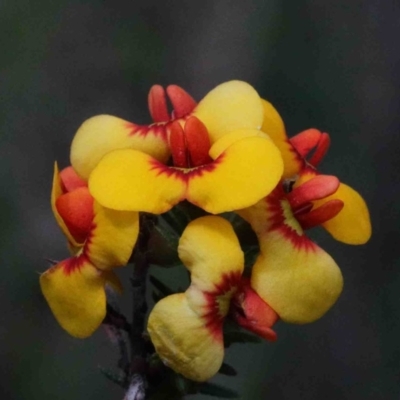 Dillwynia phylicoides (A Parrot-pea) at Dryandra St Woodland - 26 Sep 2020 by ConBoekel