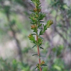 Dillwynia phylicoides at O'Connor, ACT - 26 Sep 2020