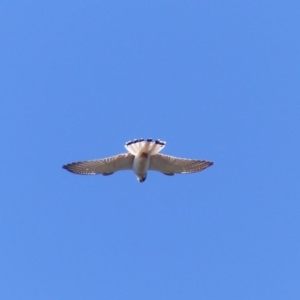 Falco cenchroides at Black Range, NSW - 28 Sep 2020 01:44 PM