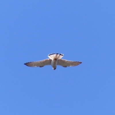 Falco cenchroides (Nankeen Kestrel) at Black Range, NSW - 28 Sep 2020 by MatthewHiggins